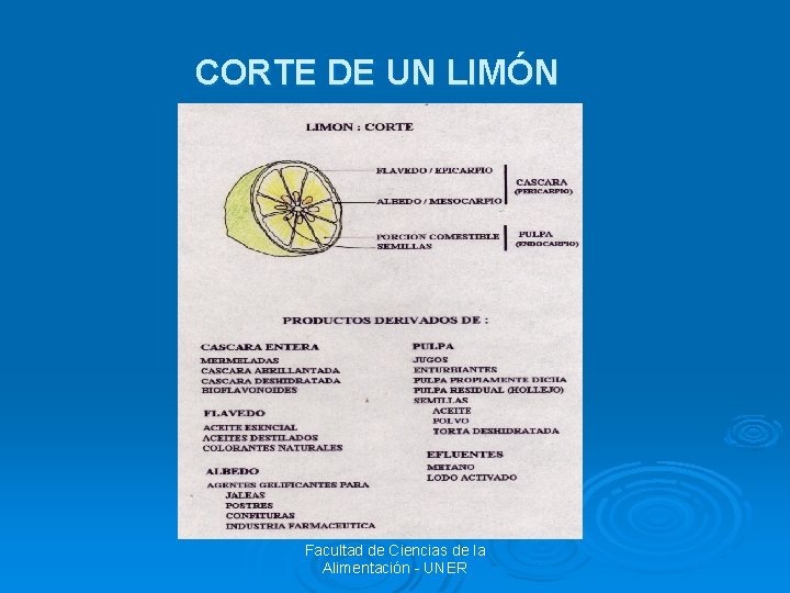 CORTE DE UN LIMÓN Facultad de Ciencias de la Alimentación - UNER 