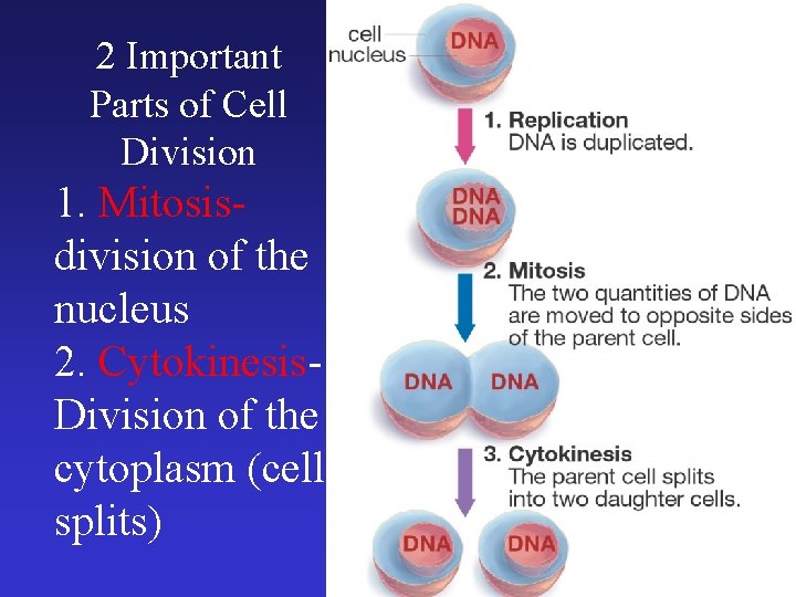 2 Important Parts of Cell Division 1. Mitosisdivision of the nucleus 2. Cytokinesis. Division