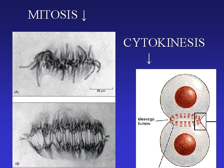 MITOSIS ↓ CYTOKINESIS ↓ 