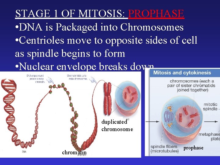 STAGE 1 OF MITOSIS: PROPHASE • DNA is Packaged into Chromosomes • Centrioles move