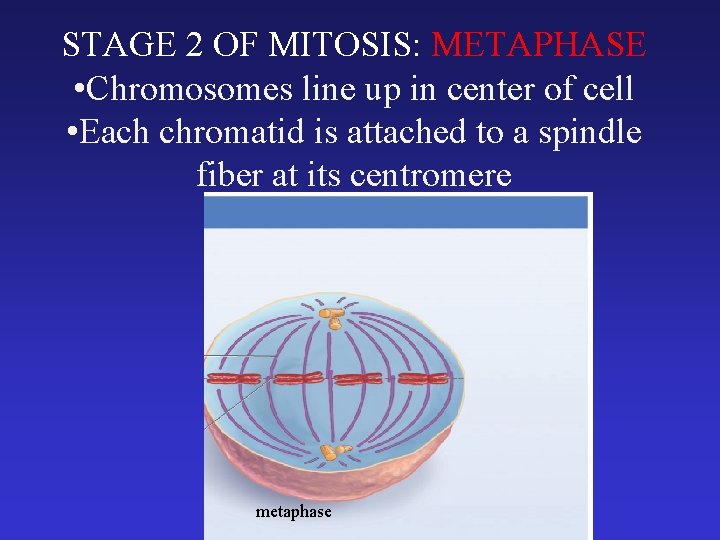 STAGE 2 OF MITOSIS: METAPHASE • Chromosomes line up in center of cell •