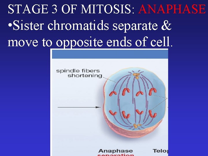 STAGE 3 OF MITOSIS: ANAPHASE • Sister chromatids separate & move to opposite ends