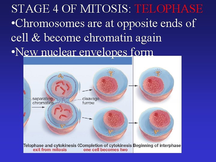 STAGE 4 OF MITOSIS: TELOPHASE • Chromosomes are at opposite ends of cell &