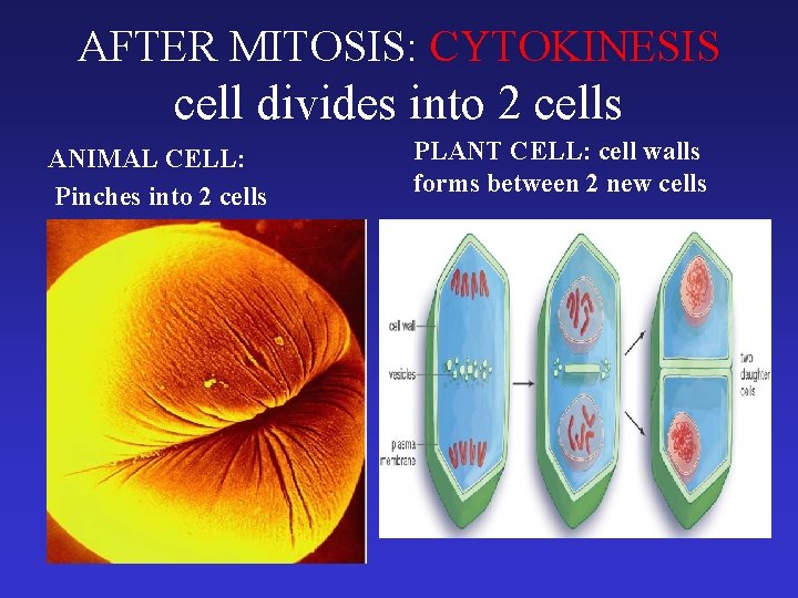 AFTER MITOSIS: CYTOKINESIS cell divides into 2 cells ANIMAL CELL: Pinches into 2 cells