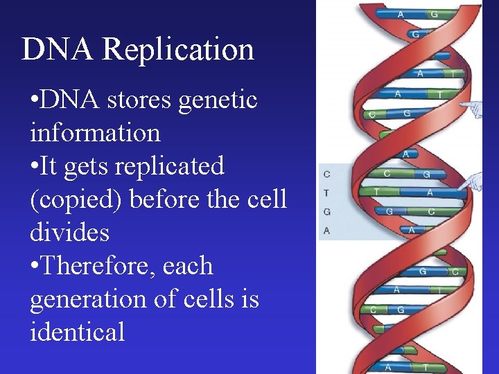 DNA Replication • DNA stores genetic information • It gets replicated (copied) before the