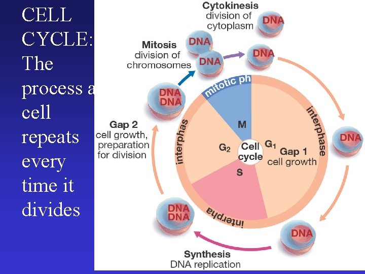 CELL CYCLE: The process a cell repeats every time it divides 