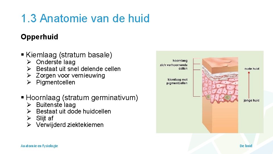 1. 3 Anatomie van de huid Opperhuid § Kiemlaag (stratum basale) Ø Ø Onderste