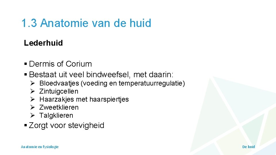 1. 3 Anatomie van de huid Lederhuid § Dermis of Corium § Bestaat uit