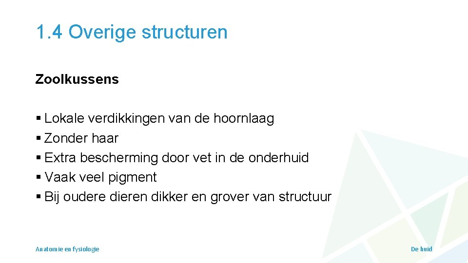 1. 4 Overige structuren Zoolkussens § Lokale verdikkingen van de hoornlaag § Zonder haar