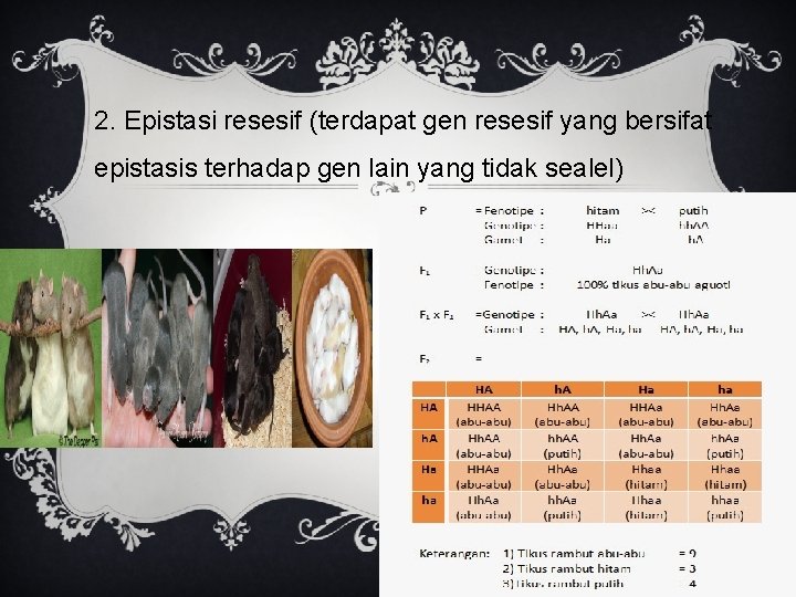 2. Epistasi resesif (terdapat gen resesif yang bersifat epistasis terhadap gen lain yang tidak