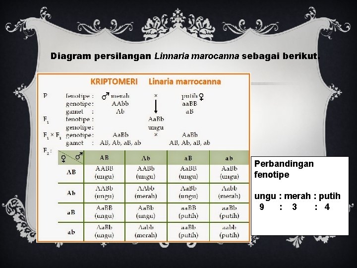 Diagram persilangan Linnaria marocanna sebagai berikut. Perbandingan fenotipe ungu : merah : putih 9