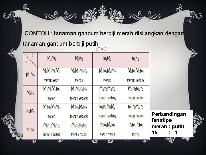  CONTOH : tanaman gandum berbiji merah disilangkan dengan tanaman gandum berbiji putih Perbandingan