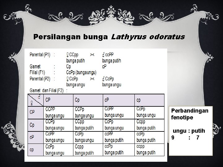 Persilangan bunga Lathyrus odoratus Perbandingan fenotipe ungu : putih 9 : 7 