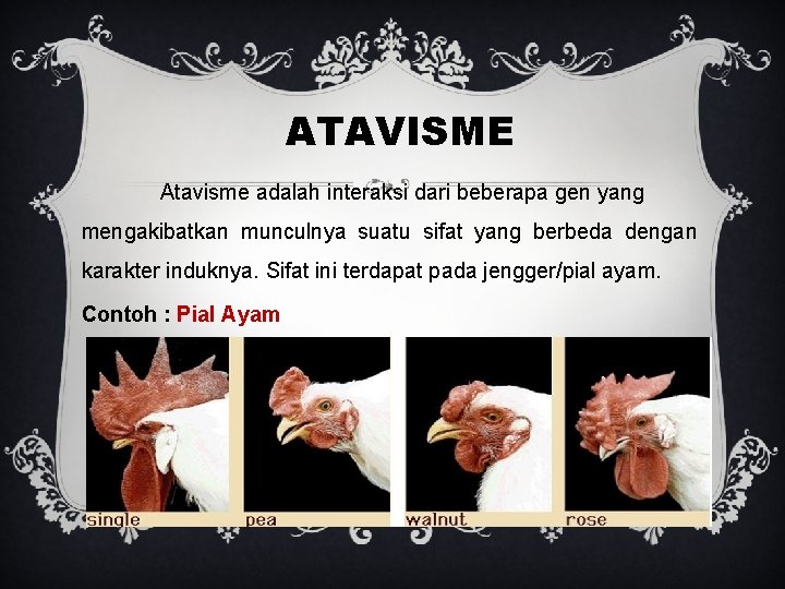 ATAVISME Atavisme adalah interaksi dari beberapa gen yang mengakibatkan munculnya suatu sifat yang berbeda