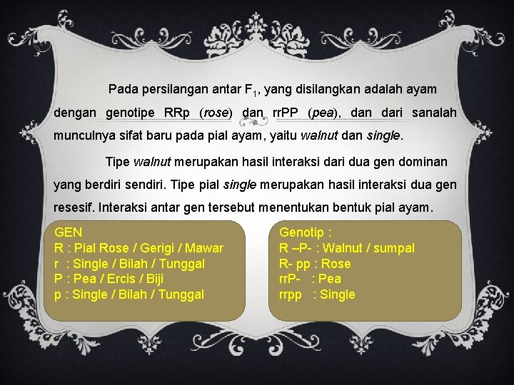  Pada persilangan antar F 1, yang disilangkan adalah ayam dengan genotipe RRp (rose)