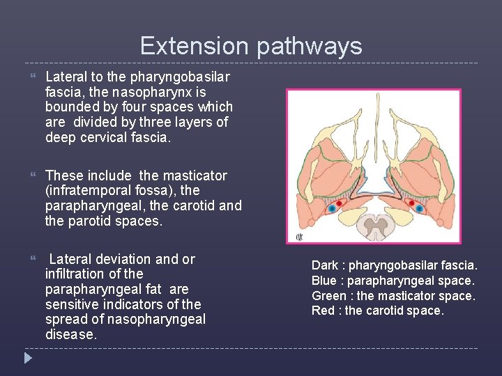 Extension pathways Lateral to the pharyngobasilar fascia, the nasopharynx is bounded by four spaces
