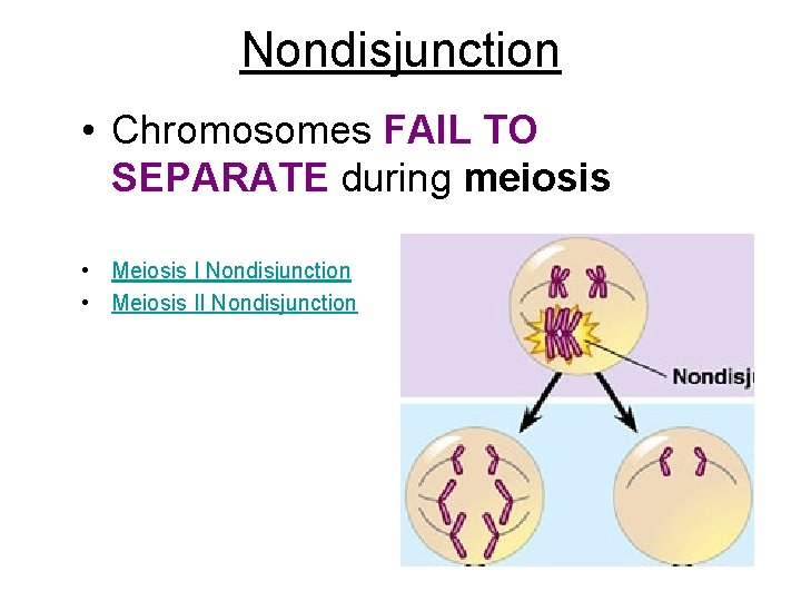 Nondisjunction • Chromosomes FAIL TO SEPARATE during meiosis • Meiosis I Nondisjunction • Meiosis