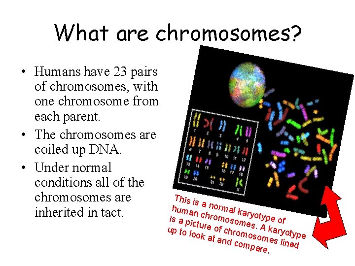 What are chromosomes? • Humans have 23 pairs of chromosomes, with one chromosome from