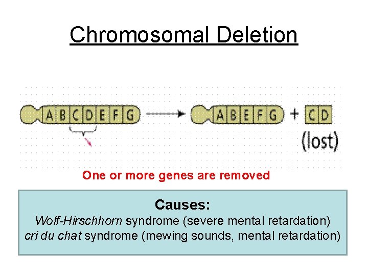 Chromosomal Deletion One or more genes are removed Causes: Wolf-Hirschhorn syndrome (severe mental retardation)