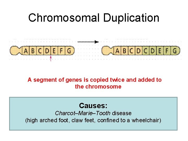 Chromosomal Duplication A segment of genes is copied twice and added to the chromosome