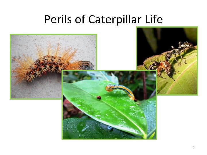 Perils of Caterpillar Life 2 Perils of Caterpillar Life 2