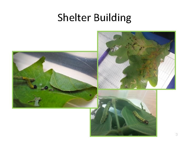 Shelter Building 3 Shelter Building 3