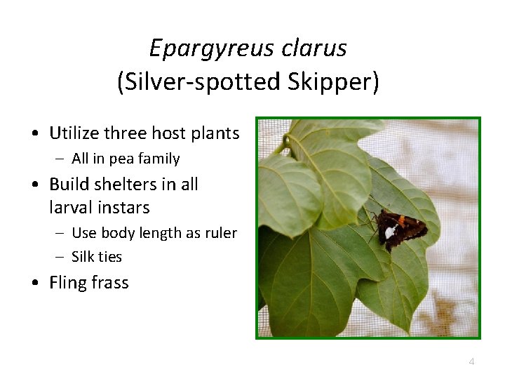 Epargyreus clarus (Silver-spotted Skipper) • Utilize three host plants – All in pea family Epargyreus clarus (Silver-spotted Skipper) • Utilize three host plants – All in pea family