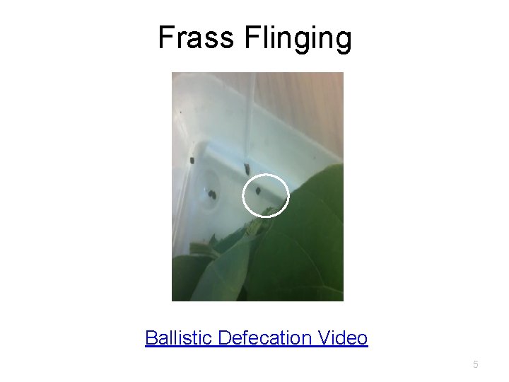 Frass Flinging Ballistic Defecation Video 5 Frass Flinging Ballistic Defecation Video 5