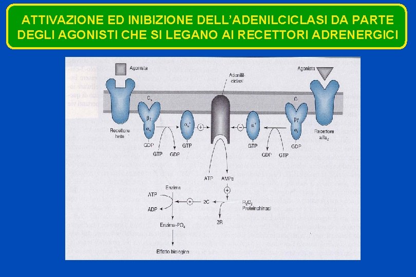 ATTIVAZIONE ED INIBIZIONE DELL’ADENILCICLASI DA PARTE DEGLI AGONISTI CHE SI LEGANO AI RECETTORI ADRENERGICI