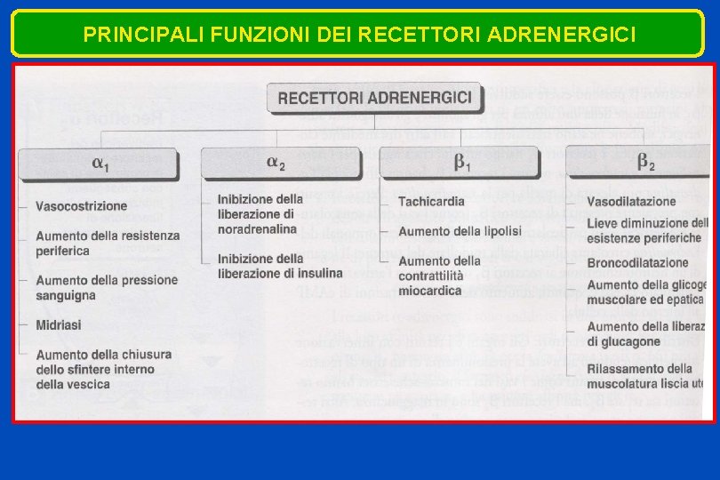 PRINCIPALI FUNZIONI DEI RECETTORI ADRENERGICI 