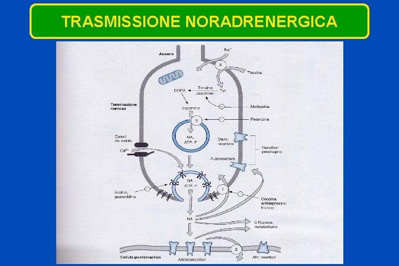 TRASMISSIONE NORADRENERGICA 