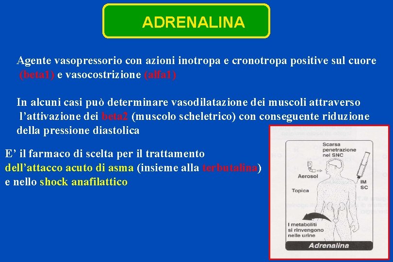 ADRENALINA Agente vasopressorio con azioni inotropa e cronotropa positive sul cuore (beta 1) e