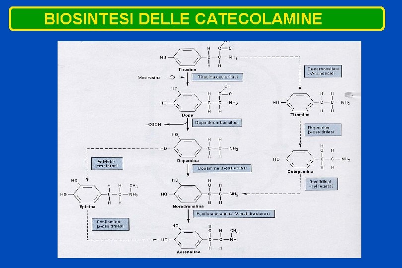 IL SISTEMA NERVOSO SIMPATICO 1 Regola Le Attivit IL SISTEMA NERVOSO SIMPATICO 1 Regola Le Attivit