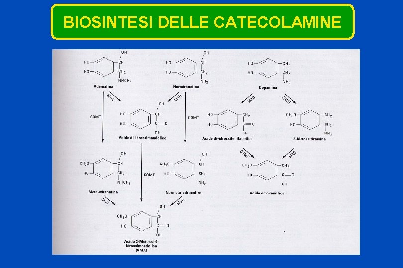 IL SISTEMA NERVOSO SIMPATICO 1 Regola Le Attivit IL SISTEMA NERVOSO SIMPATICO 1 Regola Le Attivit