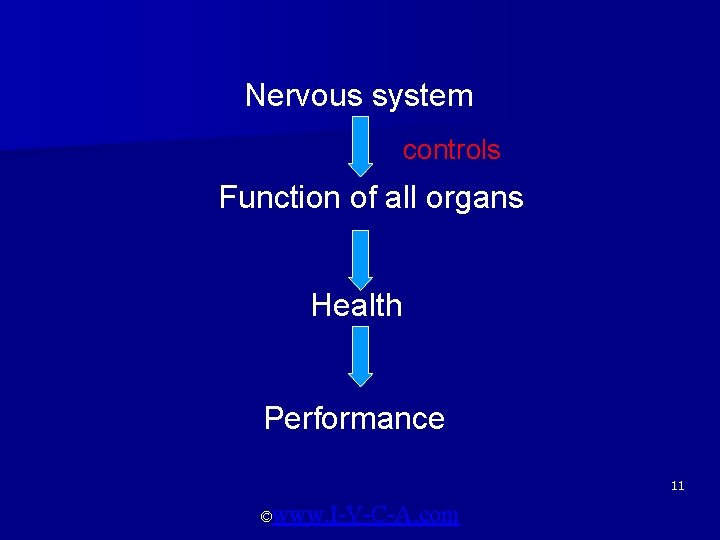 Nervous system controls Function of all organs Health Performance 11 ©www. I-V-C-A. com 