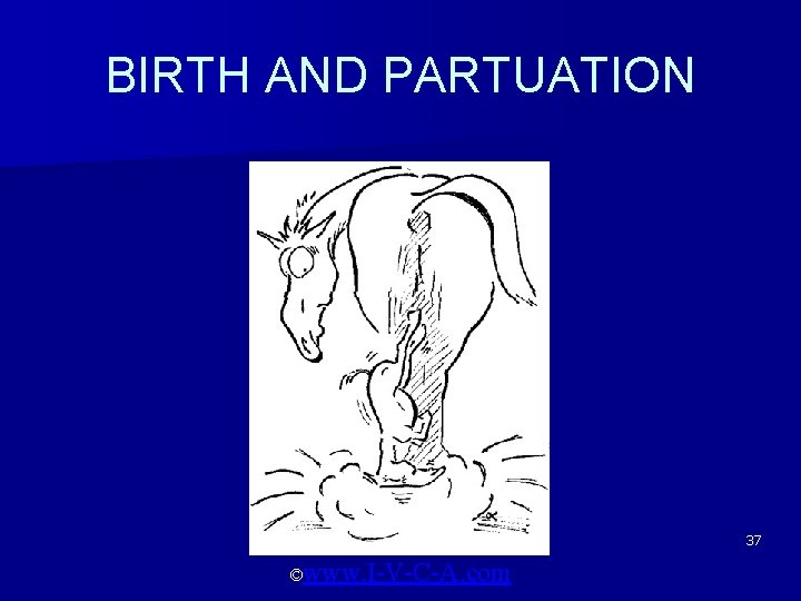 BIRTH AND PARTUATION 37 ©www. I-V-C-A. com 