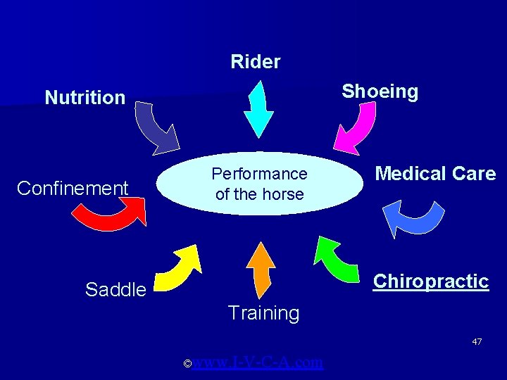 Rider Shoeing Nutrition Confinement Performance of the horse Medical Care Chiropractic Saddle Training 47