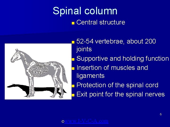 Spinal column ■ Central ■ 52 -54 structure vertebrae, about 200 joints ■ Supportive