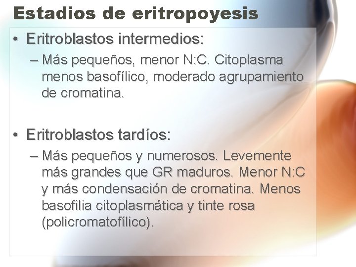 Estadios de eritropoyesis • Eritroblastos intermedios: – Más pequeños, menor N: C. Citoplasma menos Estadios de eritropoyesis • Eritroblastos intermedios: – Más pequeños, menor N: C. Citoplasma menos