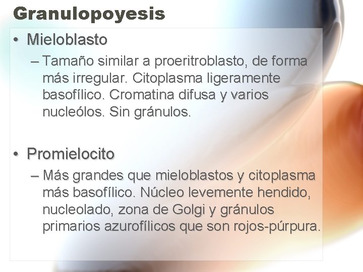 Granulopoyesis • Mieloblasto – Tamaño similar a proeritroblasto, de forma más irregular. Citoplasma ligeramente Granulopoyesis • Mieloblasto – Tamaño similar a proeritroblasto, de forma más irregular. Citoplasma ligeramente