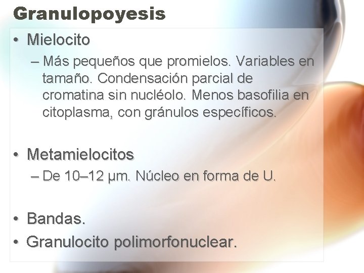 Granulopoyesis • Mielocito – Más pequeños que promielos. Variables en tamaño. Condensación parcial de Granulopoyesis • Mielocito – Más pequeños que promielos. Variables en tamaño. Condensación parcial de