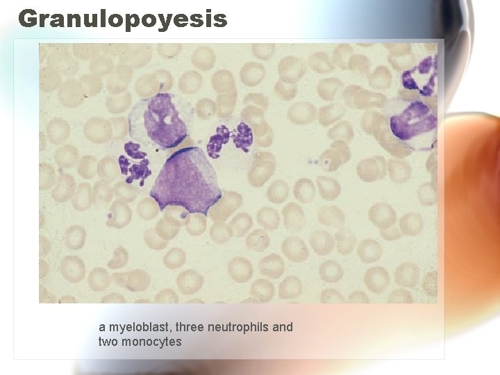 Granulopoyesis a myeloblast, three neutrophils and two monocytes Granulopoyesis a myeloblast, three neutrophils and two monocytes