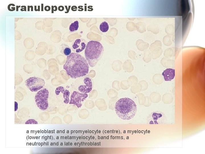 Granulopoyesis a myeloblast and a promyelocyte (centre), a myelocyte (lower right), a metamyelocyte, band Granulopoyesis a myeloblast and a promyelocyte (centre), a myelocyte (lower right), a metamyelocyte, band