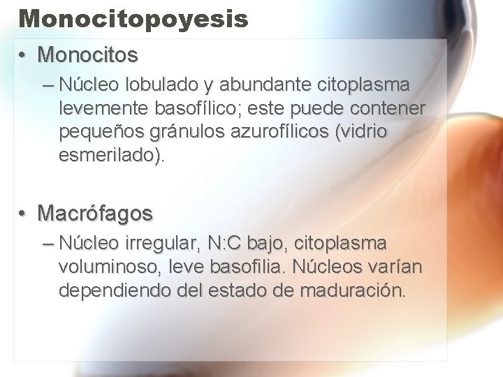Monocitopoyesis • Monocitos – Núcleo lobulado y abundante citoplasma levemente basofílico; este puede contener Monocitopoyesis • Monocitos – Núcleo lobulado y abundante citoplasma levemente basofílico; este puede contener