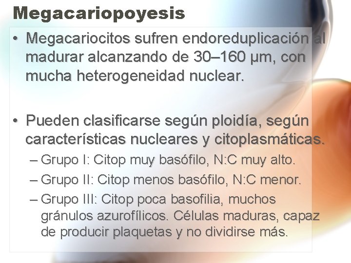 Megacariopoyesis • Megacariocitos sufren endoreduplicación al madurar alcanzando de 30– 160 μm, con mucha Megacariopoyesis • Megacariocitos sufren endoreduplicación al madurar alcanzando de 30– 160 μm, con mucha