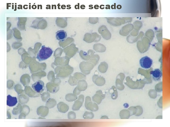 Fijación antes de secado Fijación antes de secado