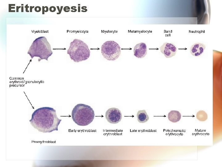 Eritropoyesis Eritropoyesis