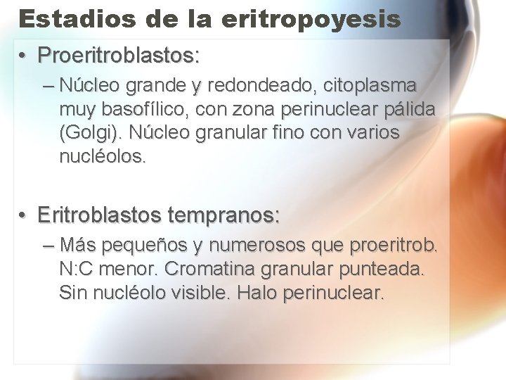 Estadios de la eritropoyesis • Proeritroblastos: – Núcleo grande y redondeado, citoplasma muy basofílico, Estadios de la eritropoyesis • Proeritroblastos: – Núcleo grande y redondeado, citoplasma muy basofílico,