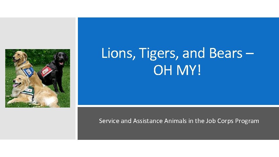 Lions, Tigers, and Bears – OH MY! Service and Assistance Animals in the Job