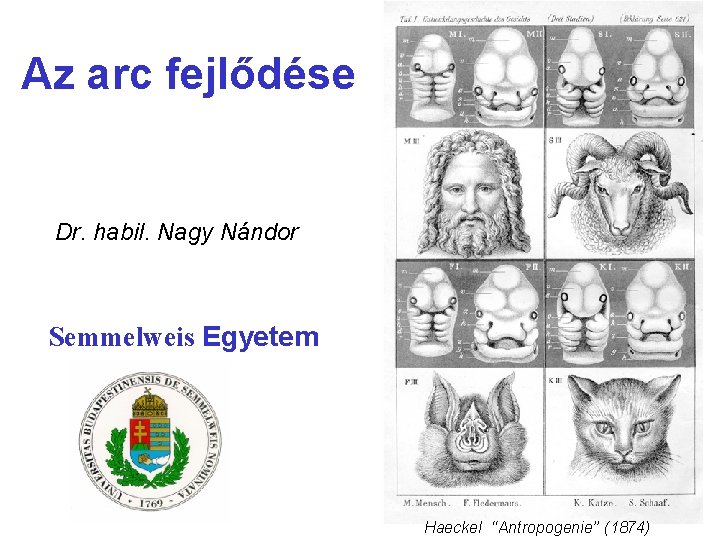 Az arc fejlődése Dr. habil. Nagy Nándor Semmelweis Egyetem Haeckel ‘‘Antropogenie’’ (1874) 